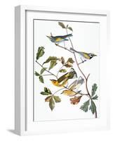 Audubon: Warbler-John James Audubon-Framed Giclee Print