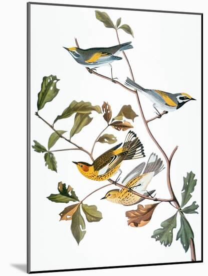 Audubon: Warbler-John James Audubon-Mounted Giclee Print