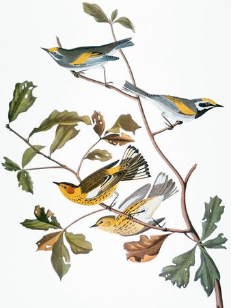 'Audubon: Warbler' Giclee Print - John James Audubon | AllPosters.com