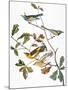 Audubon: Warbler-John James Audubon-Mounted Giclee Print