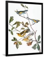 Audubon: Warbler-John James Audubon-Framed Giclee Print