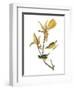 Audubon: Warbler-John James Audubon-Framed Premium Giclee Print