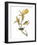 Audubon: Warbler-John James Audubon-Framed Giclee Print