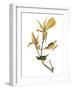 Audubon: Warbler-John James Audubon-Framed Giclee Print