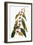 Audubon: Warbler-John James Audubon-Framed Giclee Print