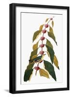 Audubon: Warbler-John James Audubon-Framed Giclee Print