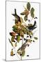 Audubon: Warbler-John James Audubon-Mounted Giclee Print