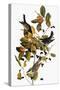 Audubon: Warbler-John James Audubon-Stretched Canvas