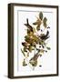 Audubon: Warbler-John James Audubon-Framed Giclee Print