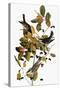 Audubon: Warbler-John James Audubon-Stretched Canvas