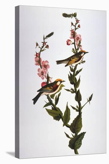 Audubon: Warbler-John James Audubon-Stretched Canvas