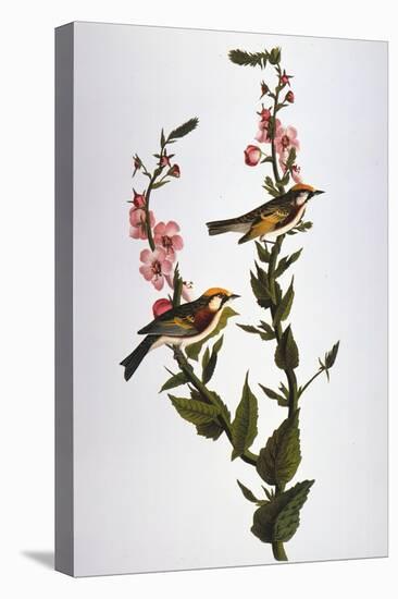 Audubon: Warbler-John James Audubon-Stretched Canvas