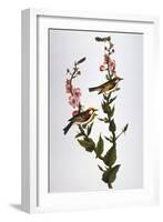 Audubon: Warbler-John James Audubon-Framed Giclee Print