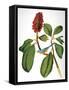 Audubon: Warbler-John James Audubon-Framed Stretched Canvas