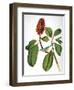 Audubon: Warbler-John James Audubon-Framed Giclee Print