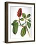 Audubon: Warbler-John James Audubon-Framed Giclee Print