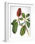 Audubon: Warbler-John James Audubon-Framed Giclee Print