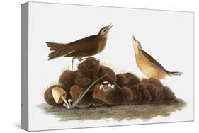 Audubon: Water Pipit, 1827-John James Audubon-Stretched Canvas