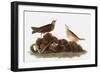 Audubon: Water Pipit, 1827-John James Audubon-Framed Giclee Print