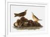 Audubon: Water Pipit, 1827-John James Audubon-Framed Giclee Print