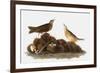 Audubon: Water Pipit, 1827-John James Audubon-Framed Giclee Print