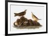 Audubon: Water Pipit, 1827-John James Audubon-Framed Giclee Print