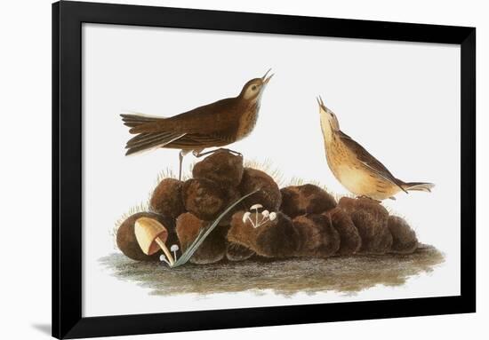 Audubon: Water Pipit, 1827-John James Audubon-Framed Giclee Print