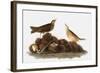 Audubon: Water Pipit, 1827-John James Audubon-Framed Giclee Print