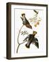 Audubon: Waxwing-John James Audubon-Framed Giclee Print