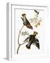 Audubon: Waxwing-John James Audubon-Framed Giclee Print