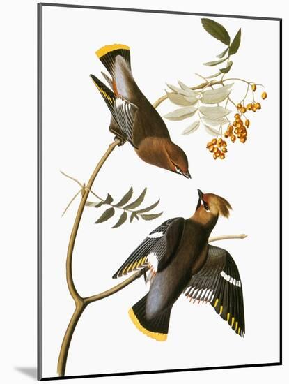 Audubon: Waxwing-John James Audubon-Mounted Giclee Print