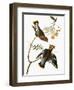 Audubon: Waxwing-John James Audubon-Framed Giclee Print