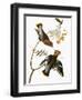 Audubon: Waxwing-John James Audubon-Framed Giclee Print