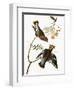 Audubon: Waxwing-John James Audubon-Framed Giclee Print