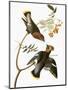 Audubon: Waxwing-John James Audubon-Mounted Giclee Print