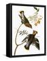 Audubon: Waxwing-John James Audubon-Framed Stretched Canvas