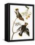 Audubon: Waxwing-John James Audubon-Framed Stretched Canvas