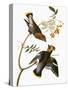 Audubon: Waxwing-John James Audubon-Stretched Canvas
