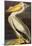 Audubon White Pelican Bird Art Poster Print-null-Mounted Poster