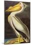 Audubon White Pelican Bird Art Poster Print-null-Mounted Poster