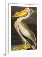 Audubon White Pelican Bird-null-Framed Art Print