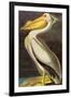 Audubon White Pelican Bird-null-Framed Art Print