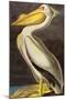 Audubon White Pelican Bird-null-Mounted Art Print