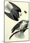 Audubon White Tailed Kite Bird Art Poster Print-null-Mounted Poster