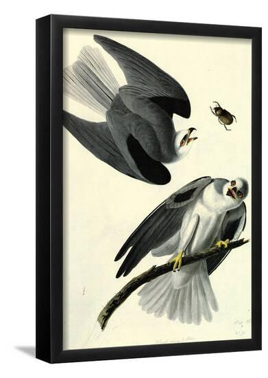 Poster, , large