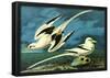 Audubon White-Tailed Tropicbird Art Poster Print-null-Framed Poster