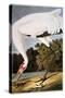 Audubon: Whooping Crane-John James Audubon-Stretched Canvas