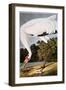 Audubon: Whooping Crane-John James Audubon-Framed Giclee Print