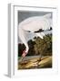 Audubon: Whooping Crane-John James Audubon-Framed Giclee Print