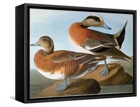 Audubon: Wigeon, 1827-38-John James Audubon-Framed Stretched Canvas